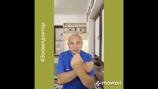 Заворот желудка у собак,  основные симптомы которые могут спасти жизнь @zoovetdoctor
