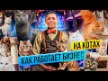 Как открыть бизнес на когтеточках для кошек? Идея для бизнеса с годовым оборотом 80 000 000 рублей