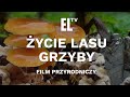 Życie lasu - GRZYBY