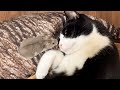 可愛すぎる❤️猫とハムスター🐾💕🐭 Too cute cat and hamster❤️猫とハムスター【47】