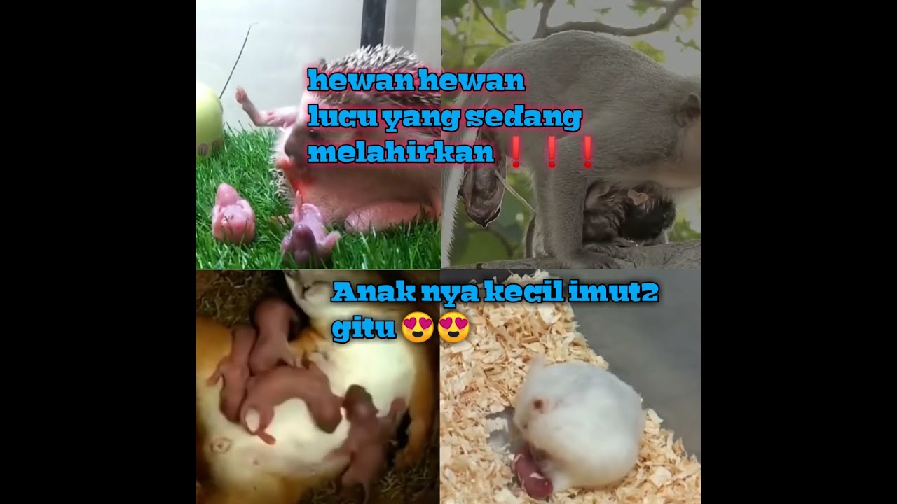  HEWAN HEWAN  LUCU  YANG SEDANG MELAHIRKAN anak2 nya pada 