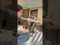 女子说咬一口就抱抱_小猫乖乖照做结果被主人倒打一耙