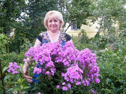 ФЛОКС ВЫРАЩИВАНИЕ, УХОД, РАЗМНОЖЕНИЕ. ШИКАРНОЕ ЦВЕТЕНИЕ!!! Phlox cultivation, care, breeding