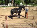 Derossi, Friesian gelding, 1st ride , Sean davies, ColoradoReinsman