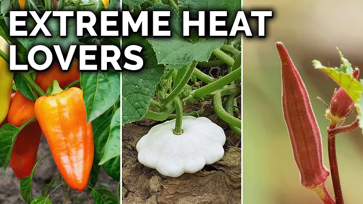 7 Perfect Vegetables to Grow in Hot Climates - DayDayNews