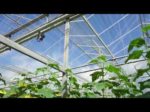 Video: Cara menanam mentimun di rumah kaca
