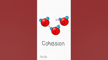 Cohesion of Water