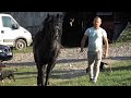 Caii lui Gabi de la Valea Mare de Cris, Bihor - 2023 Nou!!!