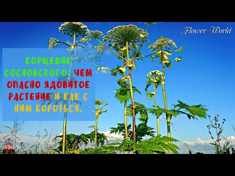 Борщевик Сосновского: чем опасно ядовитое растение и как с ним бороться.
