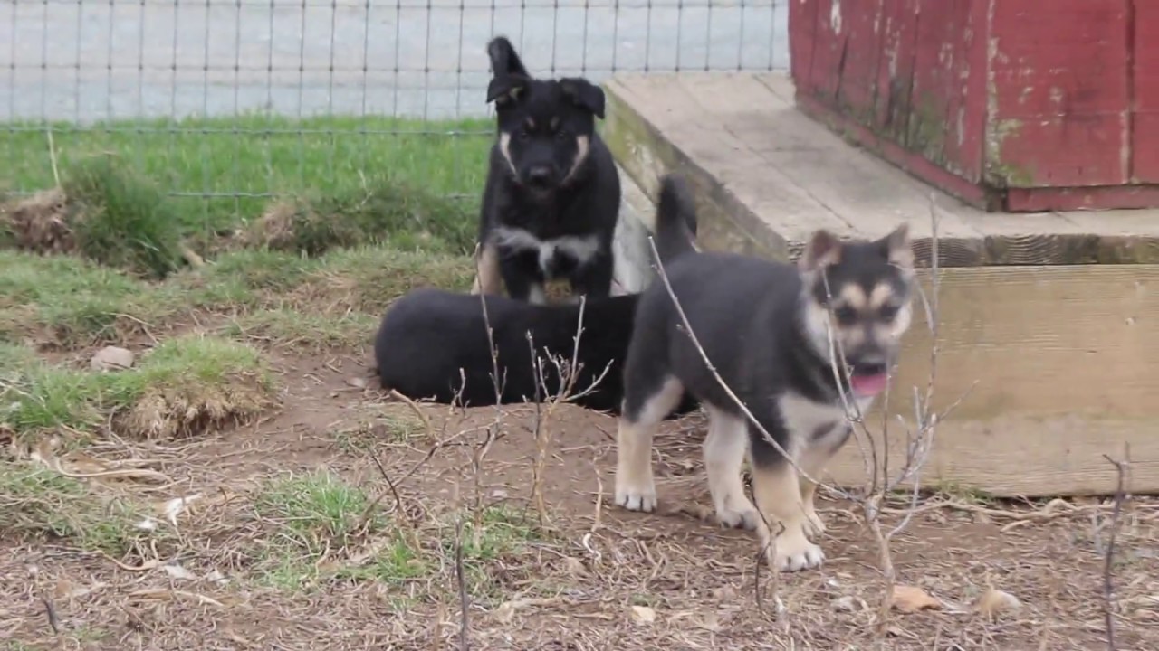 gerberian shepsky puppies for sale gerberian shepsky puppies for sale gerberian shepsky puppies for sale gerberian shepsky puppies for sale