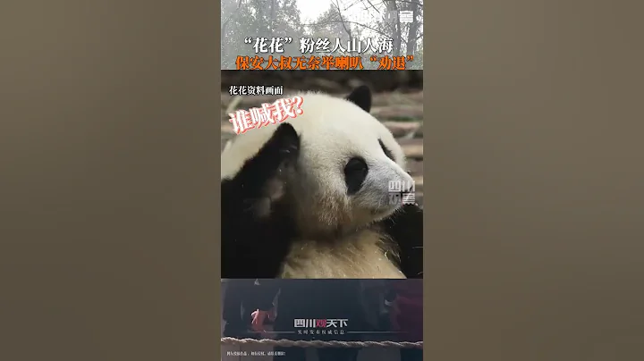 花花成大熊貓屆頂流，成都大熊貓基地 #看熊貓果賴的遊客擠得打堆堆，保安大叔無奈勸說：後面看不見花花的，可以去看它的老爸老媽！又白又胖的幼崽在上面哦！ - 天天要聞