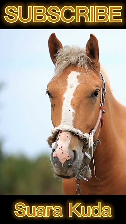 Suara Kuda 🐎