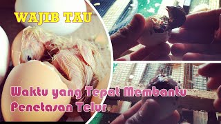 WAJIB TAU, CARA MEMBANTU MENETASKAN TELUR AYAM KAMPUNG
