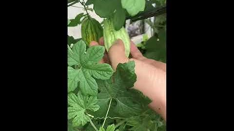 giàn leo khổ qua- ống tre thép bọc nhựa