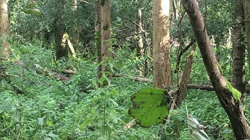 EXTRA bushcraft - Trailing fallow deer