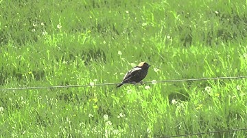 Bobolink at Rockefeller State Park