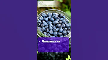 Почему черника так полезна?