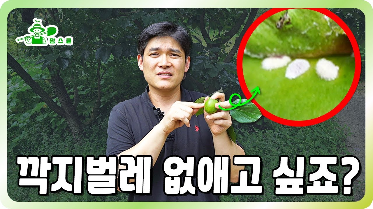 깍지벌레 완벽히 없애는 방법 ㅣ깍지벌레 개체수 줄이기 ㅣ친환경 깍지벌레 방제 ㅣ 깍지벌레 생애주기 이해하기