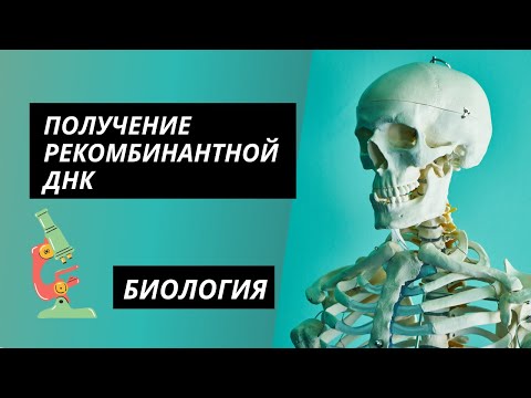 Биология. Тема: Получение рекомбинантной ДНК