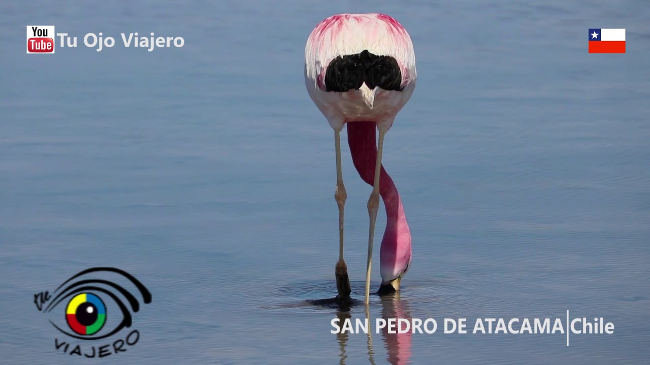 TU OJO VIAJERO EN LAGUNA CHAXA - RESERVA NATURAL DE FLAMENCOS - SAN PEDRO DE ATACAMA - CHILE