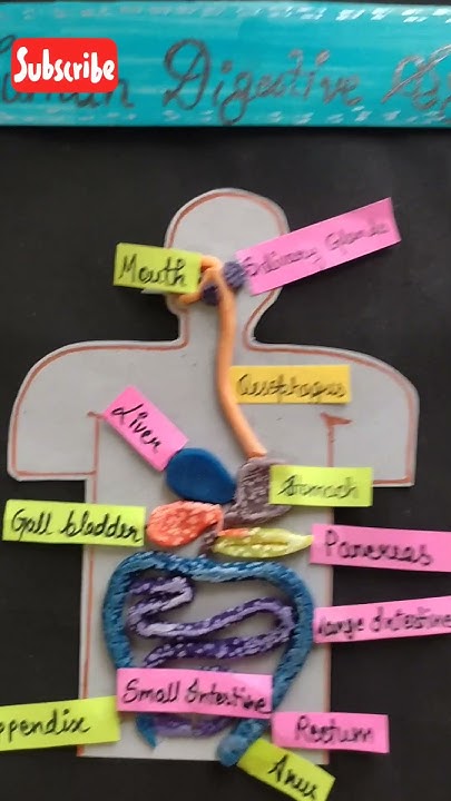 Human Digestive System model.Material used- clay, cardboard,chart paper ...