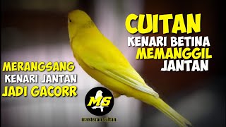 PANCINGAN KENARI BETINA MEMANGGIL JANTAN || AMPUH MERANGSANG KENARI JANTAN JADI GACOR#kenari##kicau