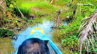 Panen Belut Di Rawa Kampung Laut