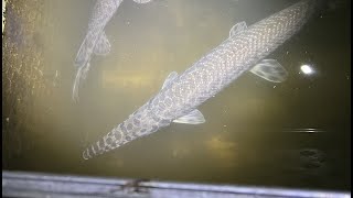 Collecting Spotted Gar For My Eel Pit