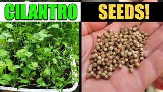How To Harvest And Save Cilantro Or Coriander Seeds