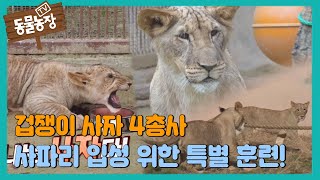 겁쟁이 사자 4총사, 사파리 입성 특별훈련! I TV동물농장 (Animal Farm) | SBS Story