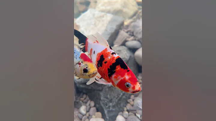 Shubunkin goldfish are a great alternative to koi for smaller ponds 👌 #goldfish #pond #shubunkin