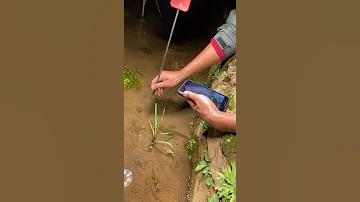 Top Viral Amazing Fishing Eel Fishing From Hole Using Hook TIK TOK 