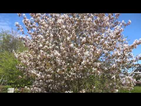 Amelanchier lamarckii
