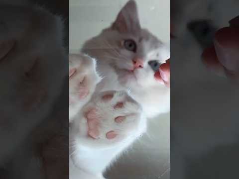 あなたの画面に直接トリガー #asmr