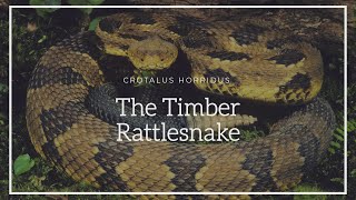 Crotalus Horridus: The Timber Rattlesnake (Episode 2)
