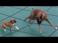 BOUNCING BOXERS ON POOL COVER!! Brock and Bonnie the Boxer puppies!