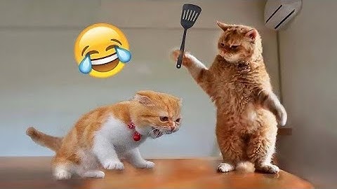 A Cat With Infinite Rizz | Funny Cat Compilation - FailArmy |ai cat video |Cat video ai