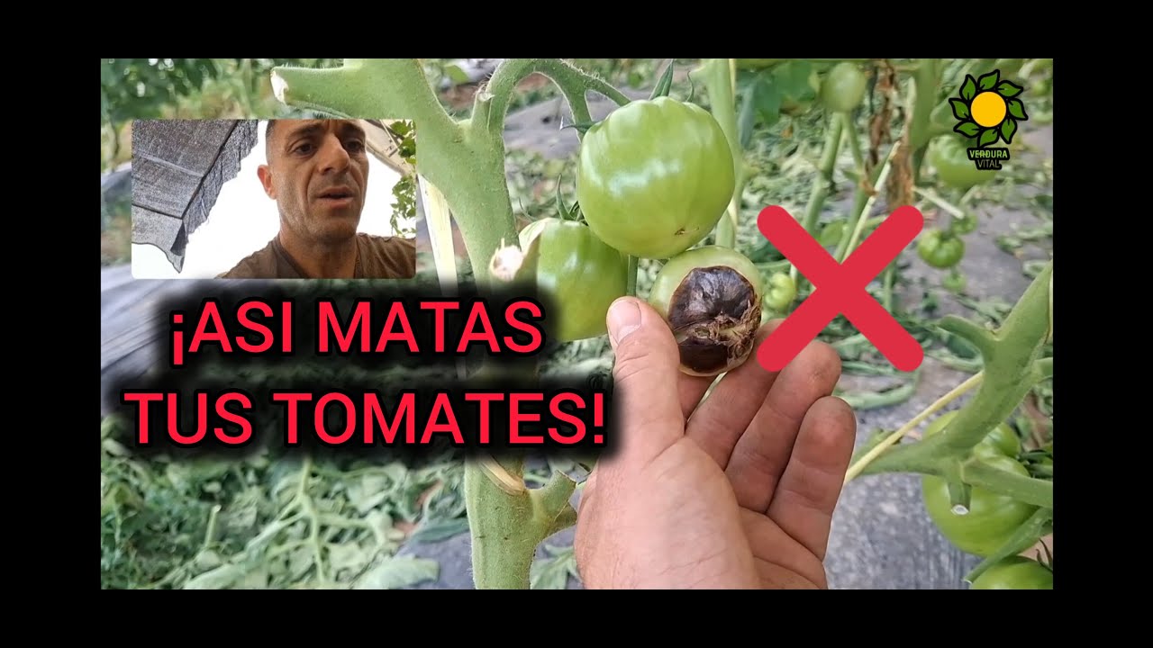 Errores más comunes en el cultivo del tomate en verano!! #tomate #huertaecológica #agriculture