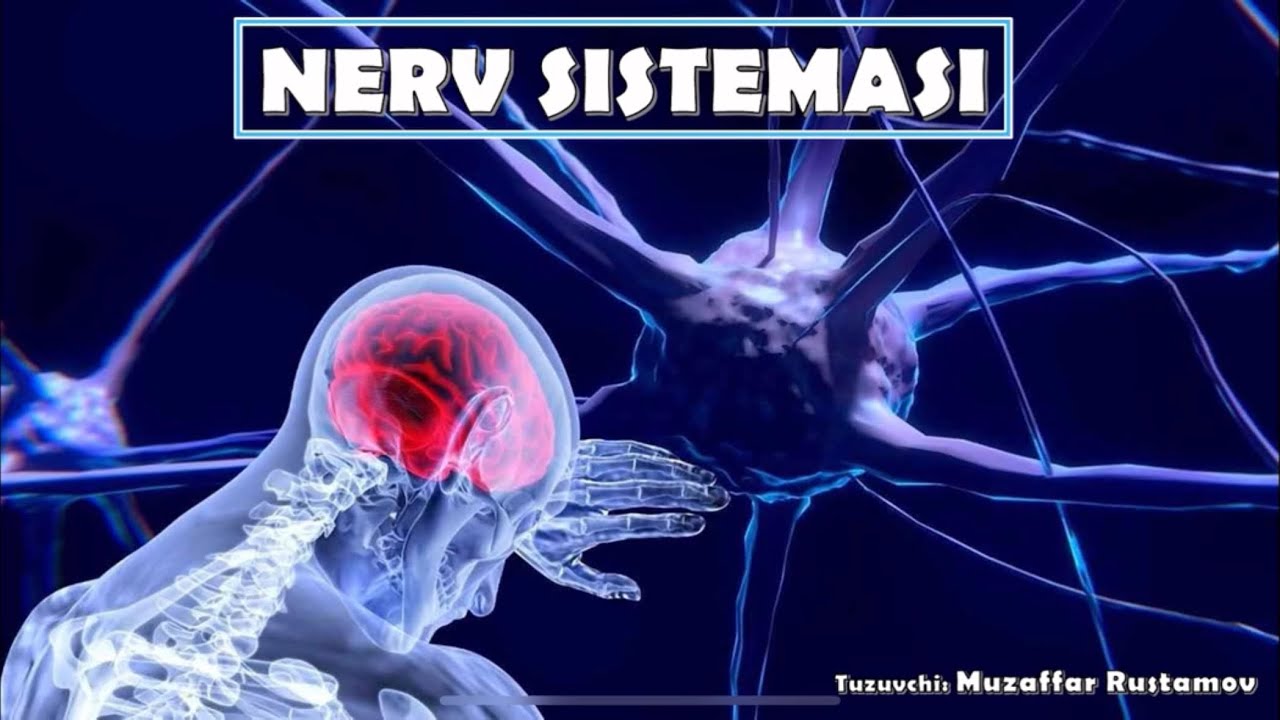 8-sinf darsligi. 39-44-mavzular(Nerv sistemasi)