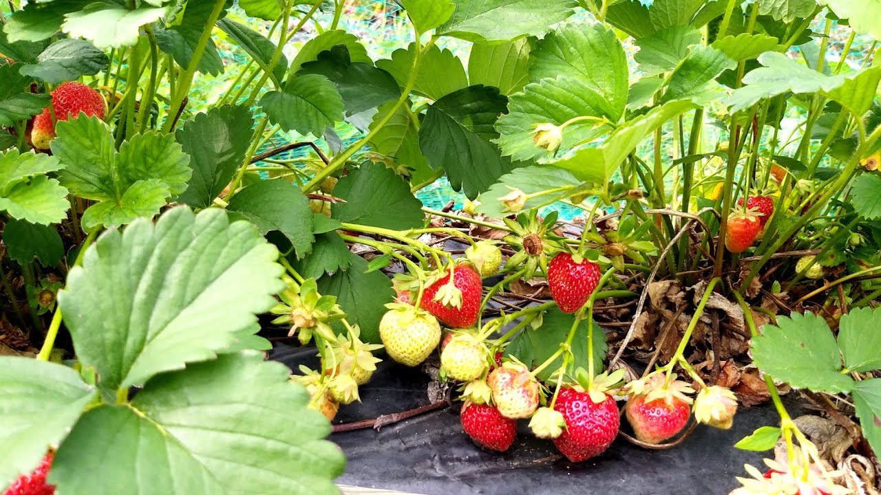 Harvesting Strawberries 2020 | Fresh From Garden 
