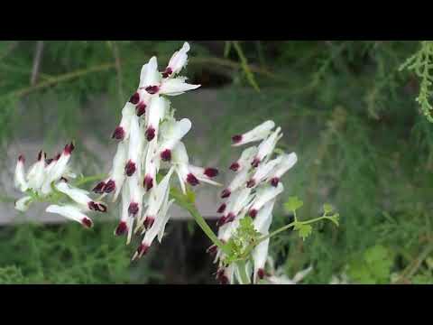 Video: Sanguinaria Bianca