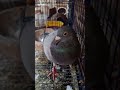 ديه آخره الطيبه الزايده Pigeon 