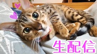 【生配信2/23】1日遅れの猫の日生配信（本日はパパさん配信）