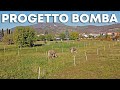 Pascolo per ALLEVAMENTO (futuro) di GALLINE