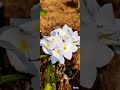🍀चाफा 🍀Plumeria🍀#homegarden #flowers #ytshorts