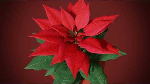 Endless Bloom poinsettia xmas flower - blender geometry nodes
