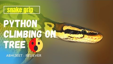 Python climbing on tree.... 🐍🏝. amazing grip