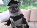 Pug Dog Earns Online MBA - A Cautionary Tail