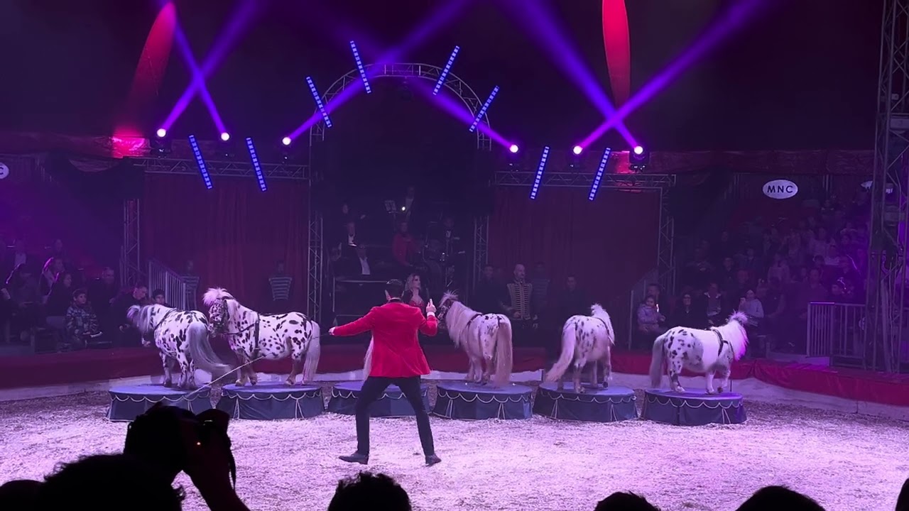 Magyar Nemzeti Cirkusz 2025 - Ifj. Richter József : pónik