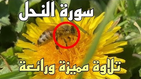وَأَوْحَىٰ رَبُّكَ إِلَى النَّحْل سورة النحل تلاوة مميزة  | للقارئ عبدالله القرني
